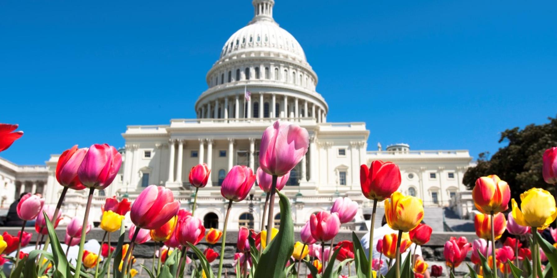 U.S. Capitol building with colorful tulips on the lawn