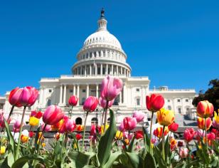 U.S. Capitol building with colorful tulips on the lawn