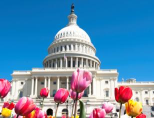 U.S. Capitol with colorful tuilps